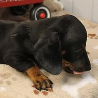 Harley's Blk&Tan Male Pup 4, a male Miniature Dachshund for sale in Mount Olive, NC – Photo 2 of 10