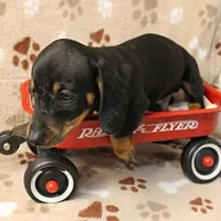 Harley's Blk&Tan Male Pup 4, a male Miniature Dachshund for sale in Mount Olive, NC – Photo 10 of 10