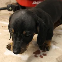 Harley's Blk&Tan Male Pup 4, a male Miniature Dachshund for sale in Mount Olive, NC – Photo 3 of 10