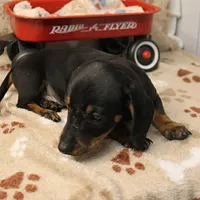 Harley's Blk&Tan Male Pup 4, a male Miniature Dachshund for sale in Mount Olive, NC – Photo 5 of 10