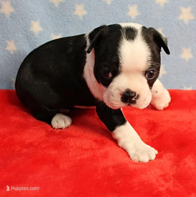 Myrtle's Black & White Male Puppy 1 – Boston Terrier puppy for sale in Mount Olive, NC