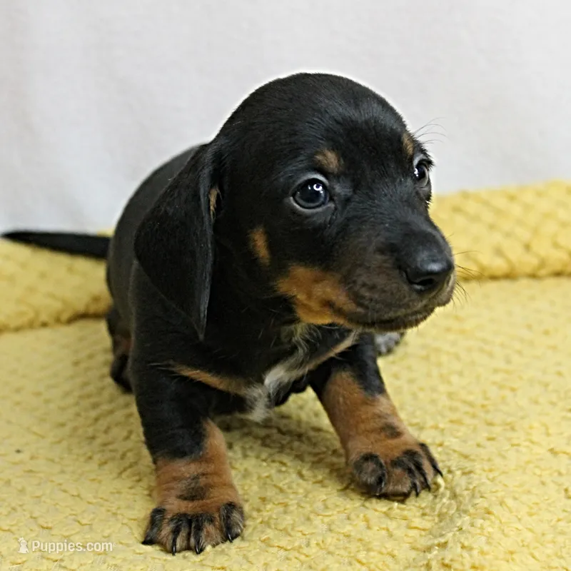AKC Maggie's Black & Tan Male Puppy 4 – Miniature Dachshund puppy for sale in Mount Olive, NC