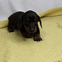 AKC Maggie's Chocolate & Tan Female Puppy 2, a female Miniature Dachshund for sale in Mount Olive, NC – 3 of 10