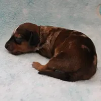 AKC Freckles Red Dapple Male Puppy 7, a male Miniature Dachshund for sale in Mount Olive, NC – 5 of 10