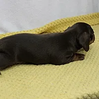 AKC Maggie's Chocolate & Tan Female Puppy 2, a female Miniature Dachshund for sale in Mount Olive, NC – 2 of 10