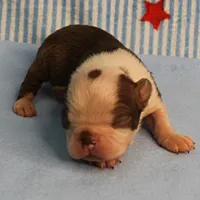 Zoe's Seal & White Male Puppy 4, a male Boston Terrier for sale in Mount Olive, NC – 1 of 10