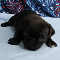 AKC Candy's Black Female Puppy 1, a female Pug for sale in Mount Olive, NC – 2 of 9