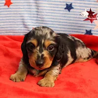 AKC Sallie's Black & Silver Dapple, Long Coat Female Puppy 2, a female Miniature Dachshund for sale in Mount Olive, NC – 8 of 10