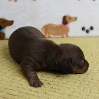 AKC Robin's Red Female Puppy 1, a female Miniature Dachshund for sale in Mount Olive, NC – 9 of 9