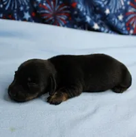 AKC Taylor's Black & Tan Male Puppy 4, a male Miniature Dachshund for sale in Mount Olive, NC – 5 of 10