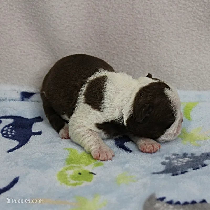 AKC Puddin's Chocolate & White Male Puppy 4 – Boston Terrier puppy for sale in Mount Olive, NC