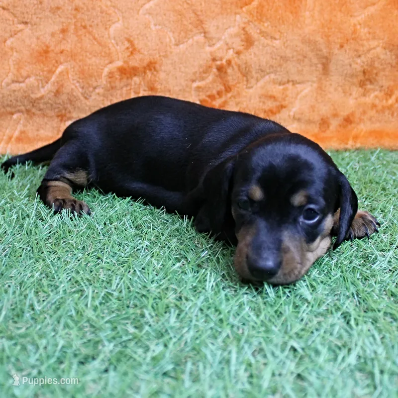 AKC Maggie's Black & Tan Female Puppy 1 – Miniature Dachshund puppy on hold in Mount Olive, NC