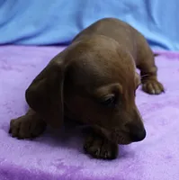 AKC Roxy's Red Shaded Dapple Male Puppy 1, a male Miniature Dachshund for sale in Mount Olive, NC – 2 of 9