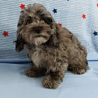 Twinkle's Blue Merle Female Puppy 1, a female Cockapoo for sale in Mount Olive, NC – 10 of 10