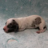 AKC Freckles Silver Dapple with White Male Puppy 6, a male Miniature Dachshund for sale in Mount Olive, NC – 10 of 10