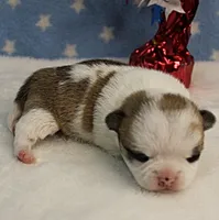 Angel's Fawn Sable on White/Party Male Puppy 1, a male Chihuahua for sale in Mount Olive, NC – 10 of 10