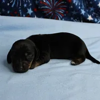 AKC Taylor's Black & Tan Male Puppy 5, a male Miniature Dachshund for sale in Mount Olive, NC – 8 of 9