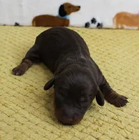 AKC Robin's Chocolate Female Puppy 2, a female Miniature Dachshund for sale in Mount Olive, NC – 6 of 10