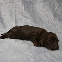 AKC Mae Mae's Chocolate Female Puppy 1, a female Miniature Dachshund for sale in Mount Olive, NC – 7 of 10