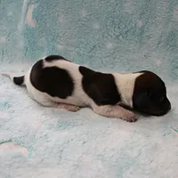 AKC Freckles Red & White Piebald Female Puppy 3, a female Miniature Dachshund for sale in Mount Olive, NC – 5 of 10