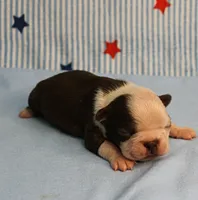 AKC Zoe's Chocolate & White Male Puppy 3, a male Boston Terrier for sale in Mount Olive, NC – 5 of 10