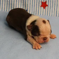 Zoe's Seal & White Male Puppy 4, a male Boston Terrier for sale in Mount Olive, NC – 6 of 10