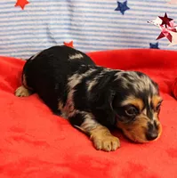AKC Sallie's Black & Silver Dapple, Long Coat Female Puppy 2, a female Miniature Dachshund for sale in Mount Olive, NC – 7 of 10