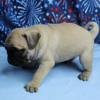 AKC Candy's Fawn Male Puppy 4, a male Pug for sale in Mount Olive, NC – 4 of 10