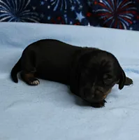 AKC Taylor's Black & Tan Male Puppy 5, a male Miniature Dachshund for sale in Mount Olive, NC – 3 of 9