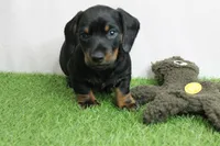 AKC Maggie's Black & Tan Male Puppy 3, a male Miniature Dachshund for sale in Mount Olive, NC – 9 of 10