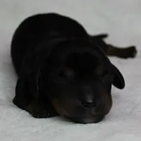 AKC Harleys Black & Tan Female Puppy 2, a female Miniature Dachshund for sale in Mount Olive, NC – 1 of 10