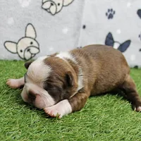 AKC Willow's Seal & White Male Puppy 5, a male Boston Terrier for sale in Mount Olive, NC – 9 of 10