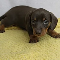 AKC Maggie's Chocolate & Tan Female Puppy 2, a female Miniature Dachshund for sale in Mount Olive, NC – 8 of 10