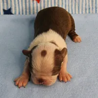 Zoe's Seal & White Male Puppy 4, a male Boston Terrier for sale in Mount Olive, NC – 4 of 10