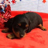 AKC Sallie's Black & Tan, Long Coat Female Puppy 1, a female Miniature Dachshund for sale in Mount Olive, NC – 4 of 10