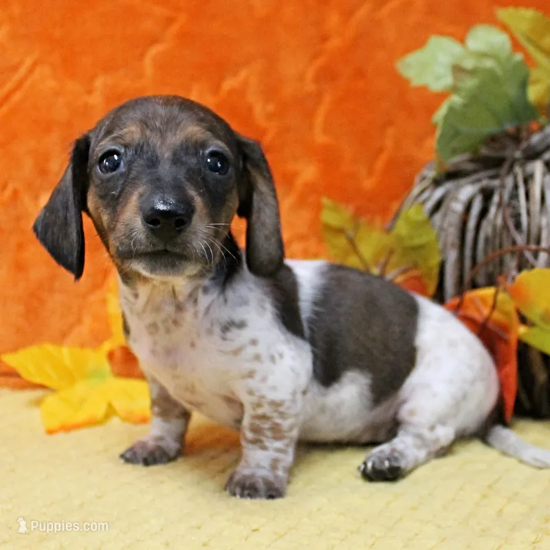 AKC Freckles Red & White Piebald Female Puppy 3 – Miniature Dachshund puppy on hold in Mount Olive, NC