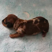 AKC Freckles Red Dapple Male Puppy 7, a male Miniature Dachshund for sale in Mount Olive, NC – 2 of 10