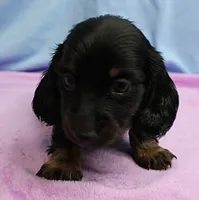 AKC Taylor's Black & Tan Male Puppy 4, a male Miniature Dachshund for sale in Mount Olive, NC – 5 of 10