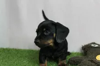 AKC Maggie's Black & Tan Male Puppy 3, a male Miniature Dachshund for sale in Mount Olive, NC – 8 of 10
