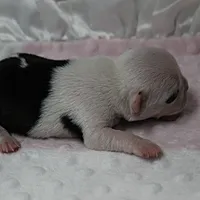 AKC Polly's White Face Female Puppy 3, a female Boston Terrier for sale in Mount Olive, NC – 3 of 10