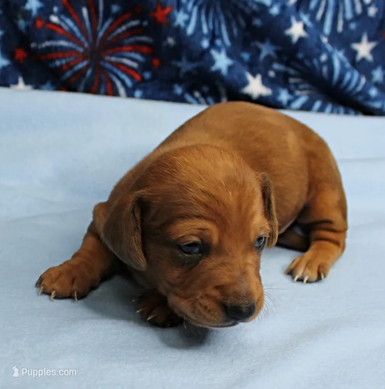 AKC Roxy's Red Shaded Dapple Male Puppy 1 – Miniature Dachshund puppy for sale in Mount Olive, NC