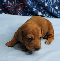 AKC Roxy's Red Shaded Dapple Male Puppy 1, a male Miniature Dachshund for sale in Mount Olive, NC – 1 of 10