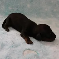 AKC Freckles Red with Black Tips Male Puppy 8, a male Miniature Dachshund for sale in Mount Olive, NC – 3 of 10