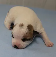  Chelsea's Fawn & White Male Puppy 4, a male Chihuahua for sale in Mount Olive, NC – 10 of 10