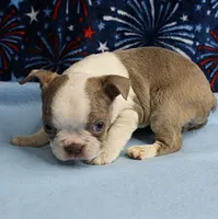 AKC Zoey's Seal & White Male Puppy 1, a male Boston Terrier for sale in Mount Olive, NC – 4 of 10