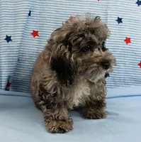 Twinkle's Blue Merle Female Puppy 1, a female Cockapoo for sale in Mount Olive, NC – 6 of 10