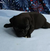 AKC Candy's Black Female Puppy 1, a female Pug for sale in Mount Olive, NC – 3 of 9