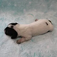 AKC Freckles Black & Tan Piebald on White Female Puppy 2, a female Miniature Dachshund for sale in Mount Olive, NC – 6 of 10