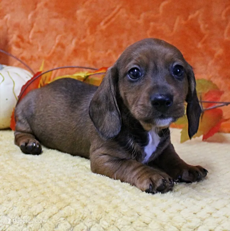 AKC Robin's Red Male Puppy 4 – Miniature Dachshund puppy for sale in Mount Olive, NC