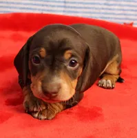 AKC Heidi's Chocolate & Tan Female Puppy 1, a female Miniature Dachshund for sale in Mount Olive, NC – 5 of 10